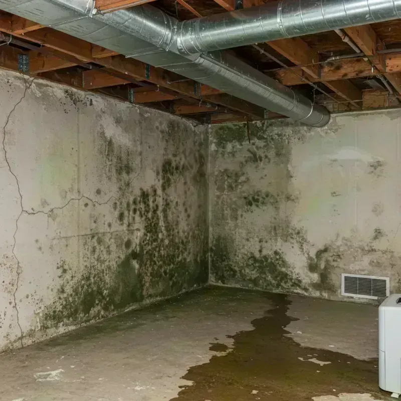 Professional Mold Removal in Godfrey, IL